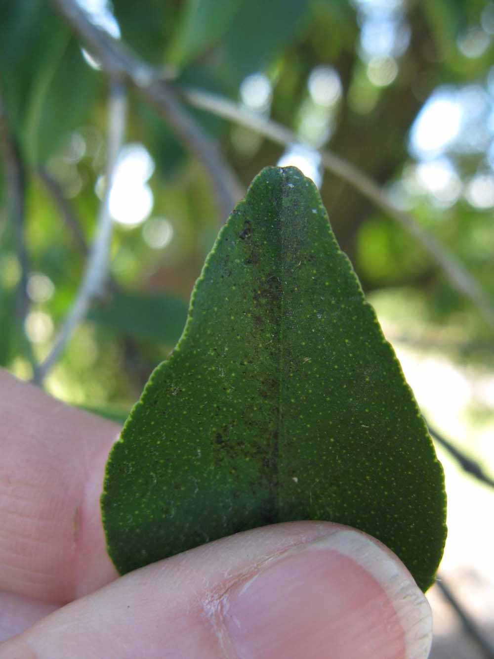              Margin (Winter Haven, FL)       